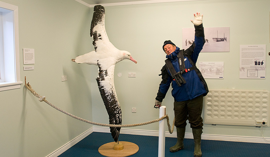 Wandering albatros feel upwind | Polarjournal