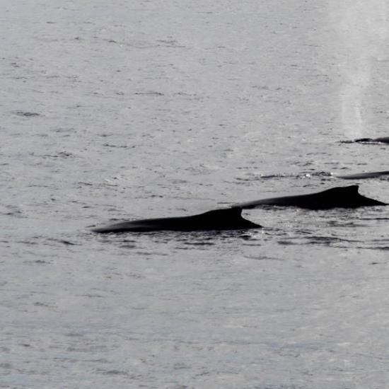 Whales in Wilhelmina Bay, photo by Genna Roland