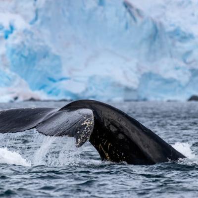 Whale tail in Paradise Bay, Antarctica, photo by Genna Roland.