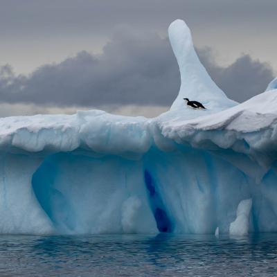 Penguin on ice shelf at Brown Bluff, photo by Genna Roland