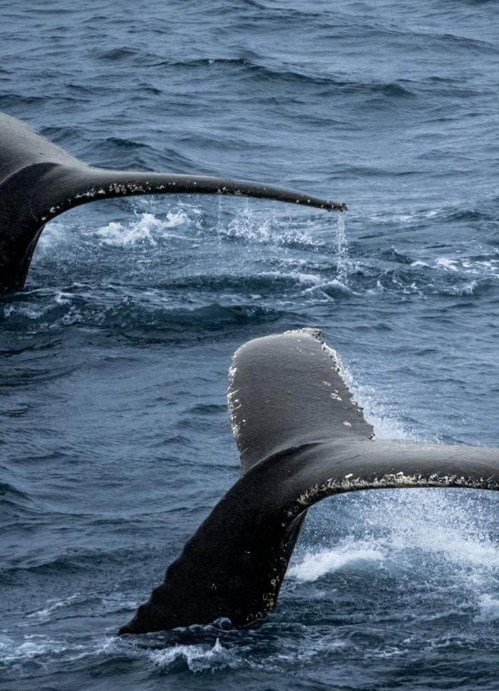 Whale Tails (Esteban Duque Mesa)