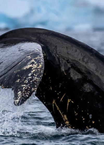 Whale tail in Paradise Bay, Antarctica.  Photo by Genna Roland.