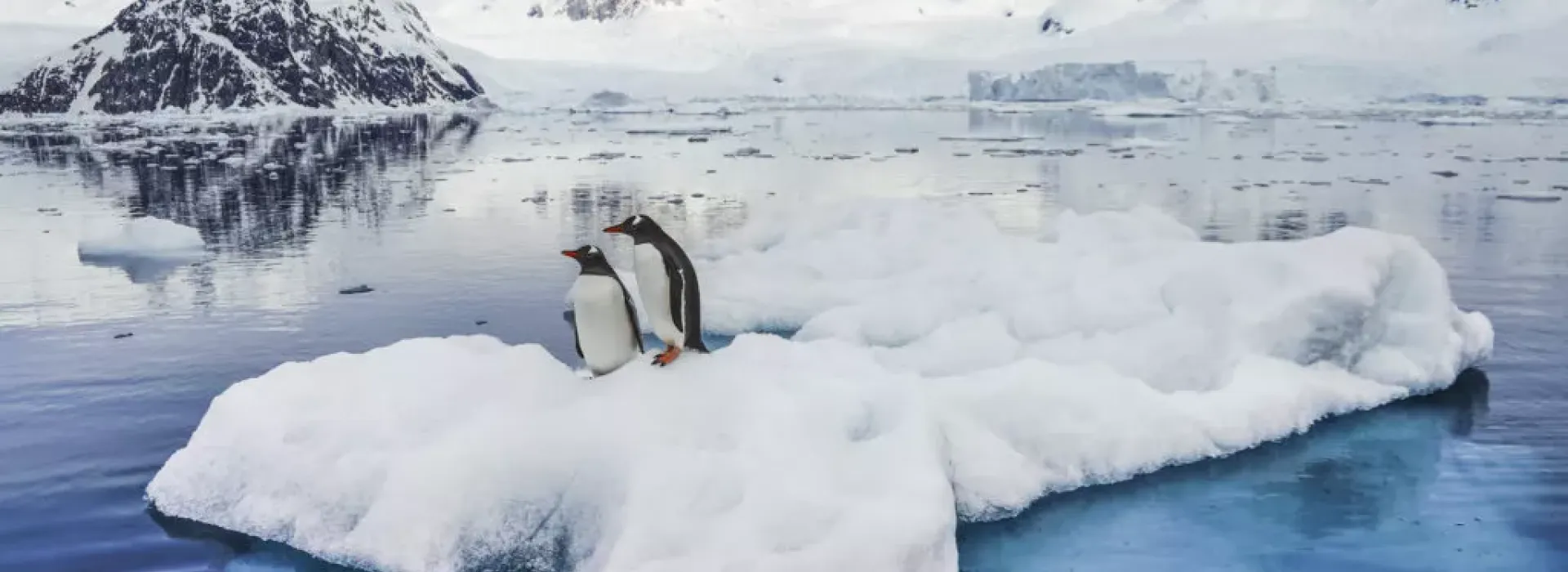 Penguins on ice