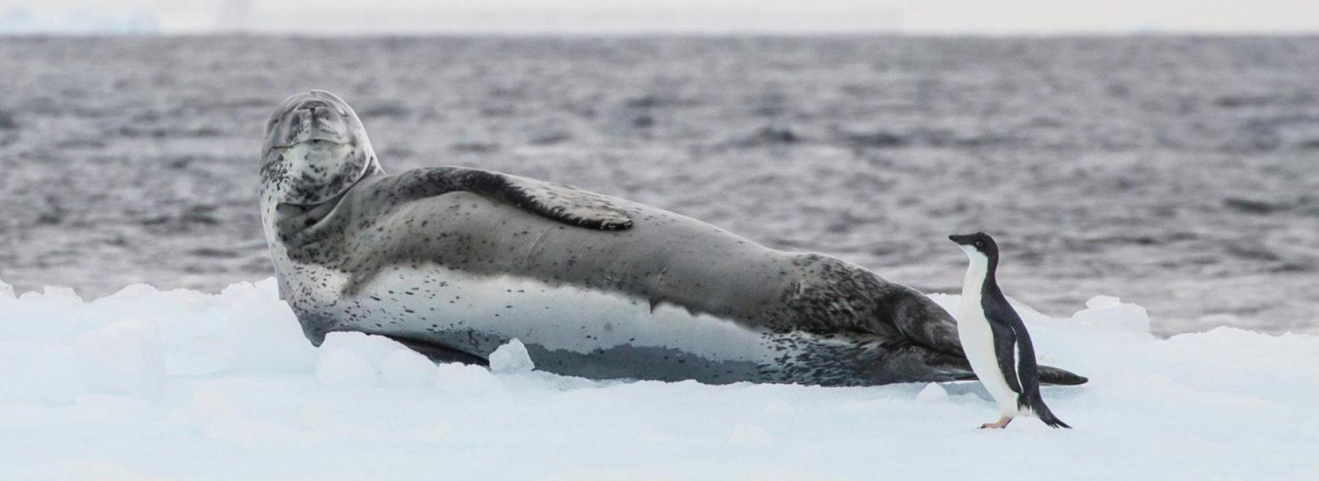 Seal and penguin on ice near Gourdin Island