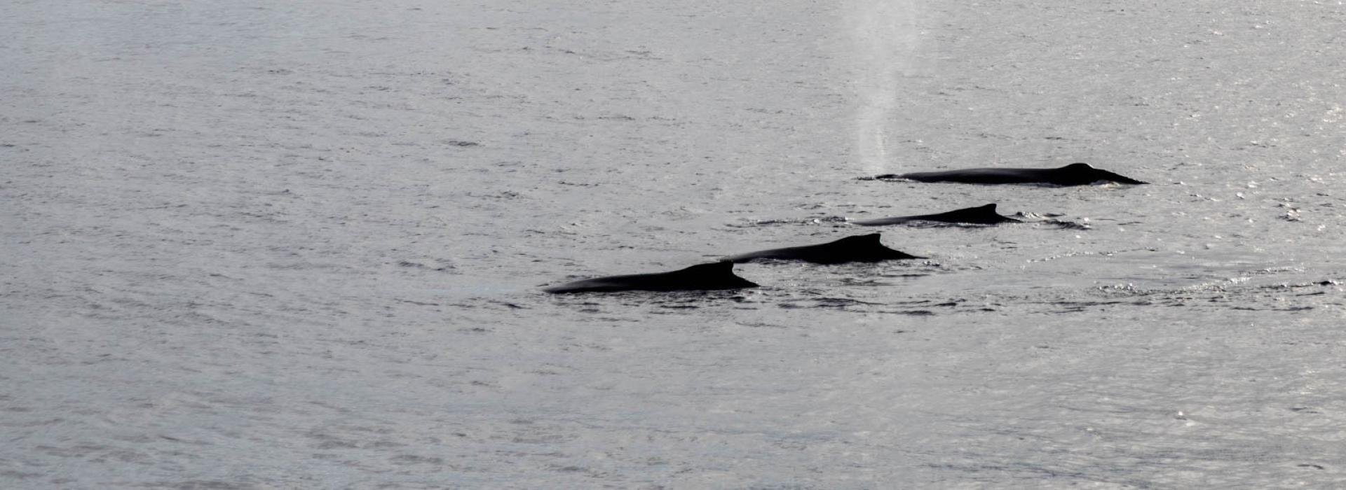 Whales in Wilhelmina Bay, photo by Genna Roland